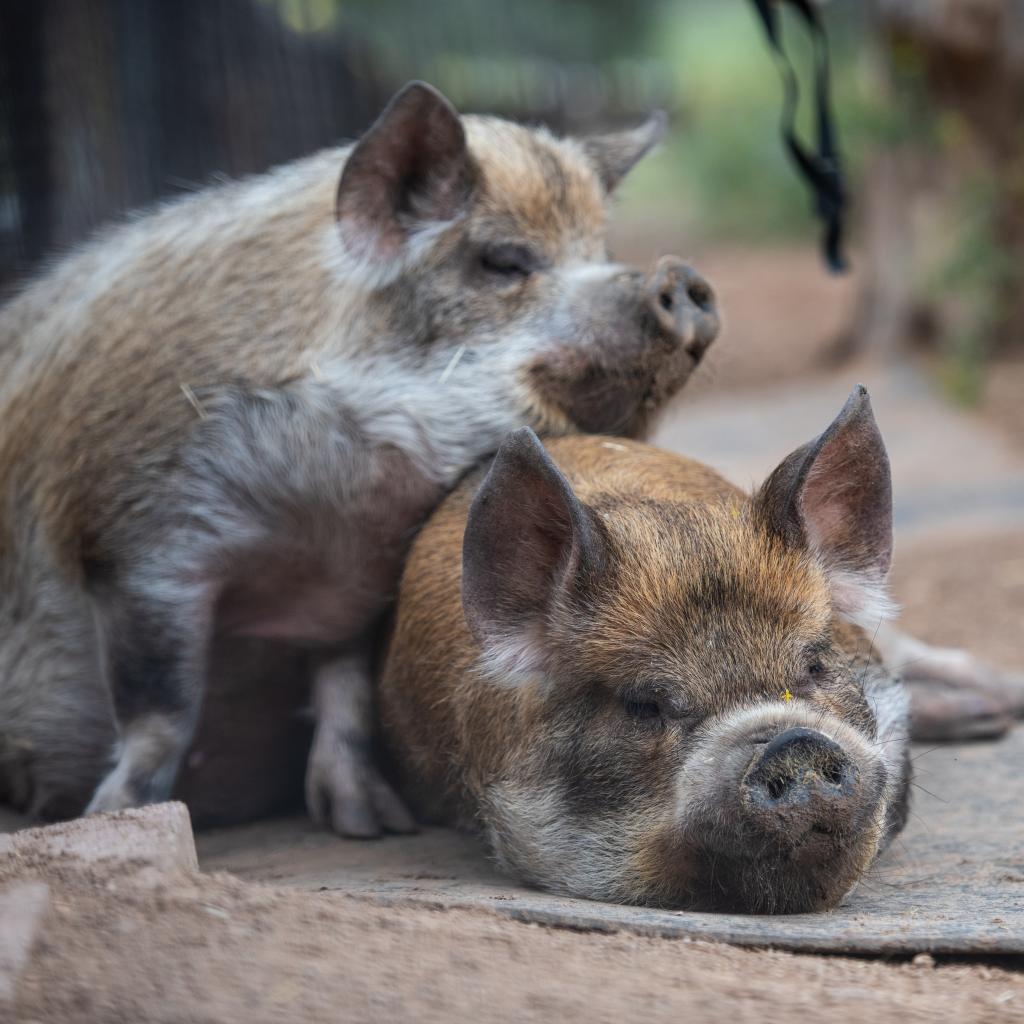 Corwin, Adoptable, Senior Male Pig & PigMix.