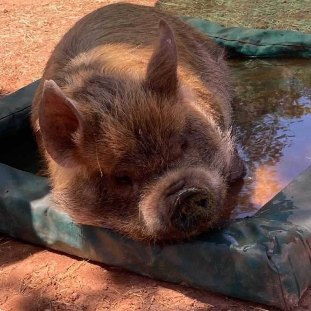 Corwin, a Adoptable mixed breed in Long Beach, CA image 2/5