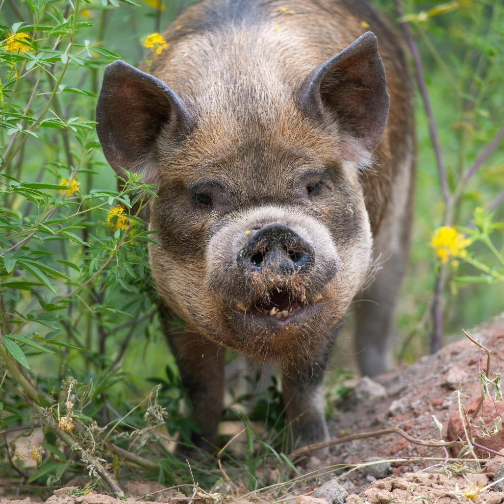 Corwin, a Adoptable mixed breed in Long Beach, CA image 3/5