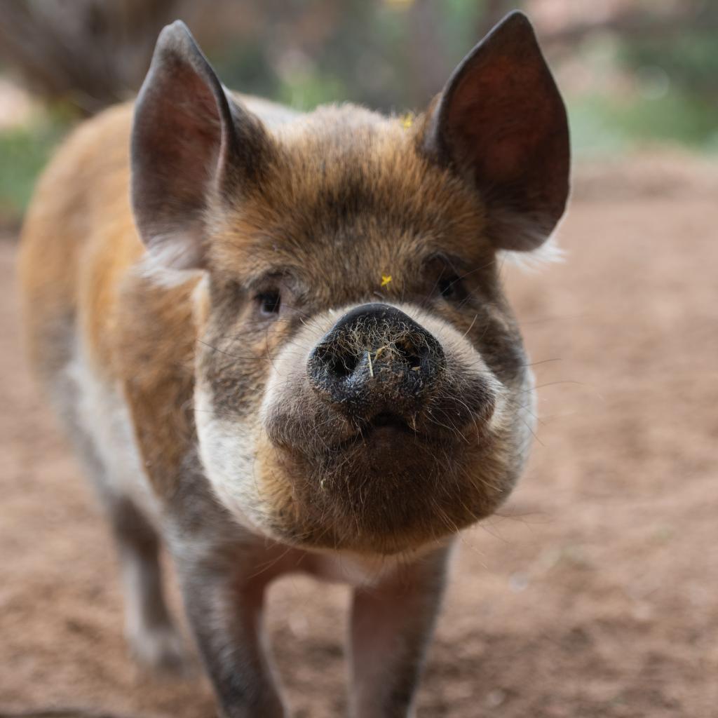 Corwin, a Adoptable mixed breed in Long Beach, CA image 4/5