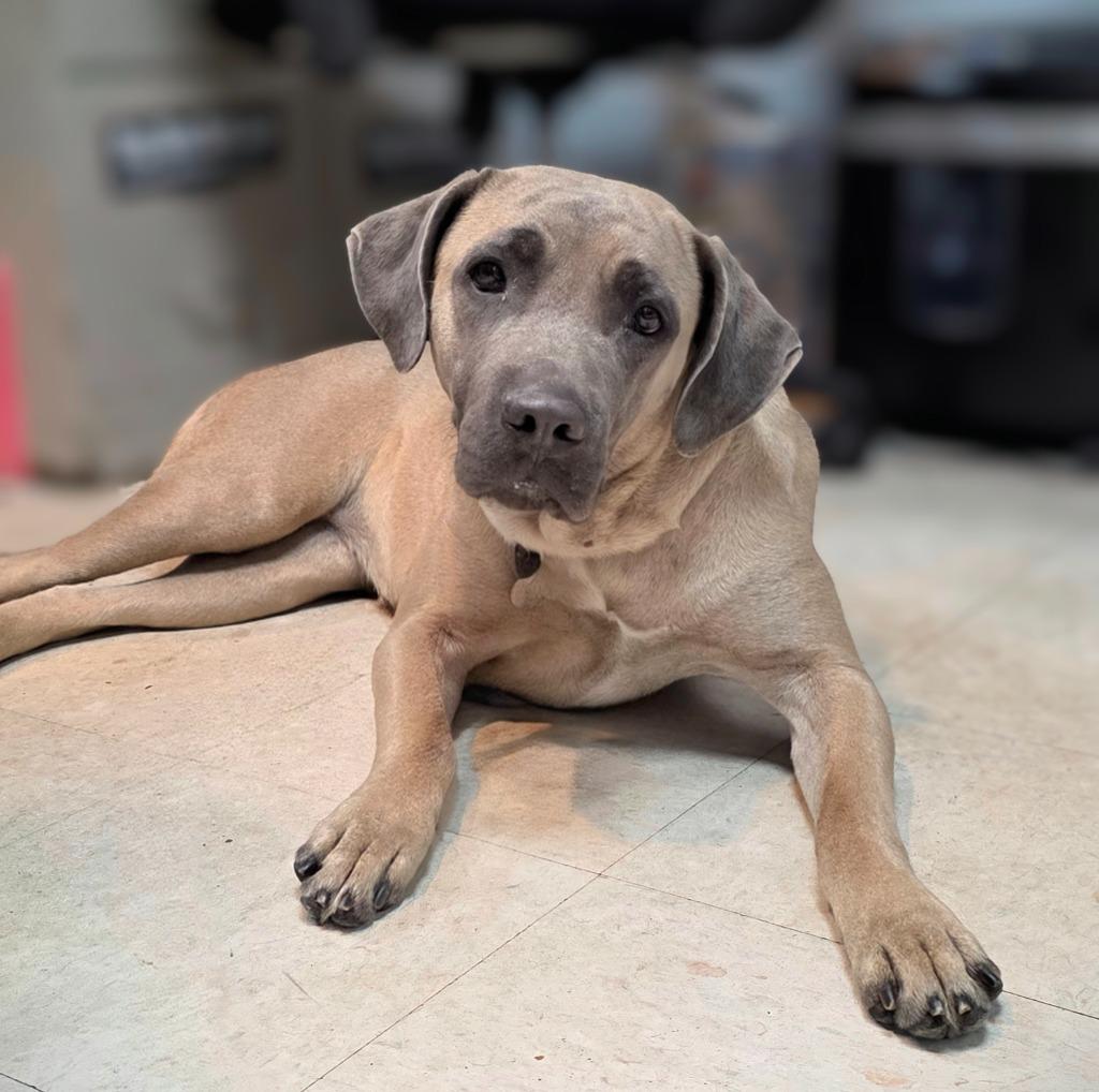Coral, Adoptable, Adult Female Mastiff.