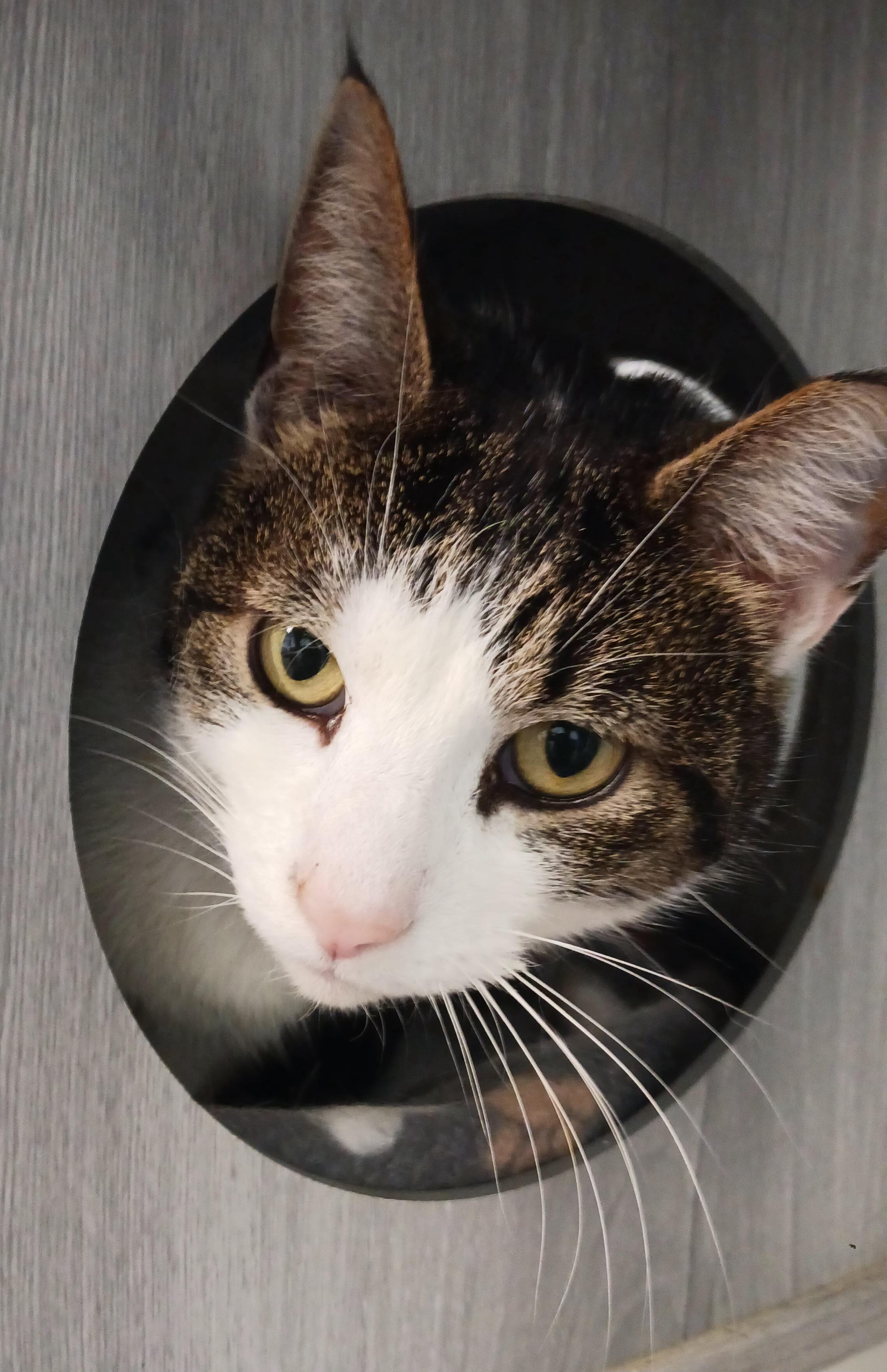Pasta, an adoptable Domestic Short Hair in Grand Rapids, MI_image-1