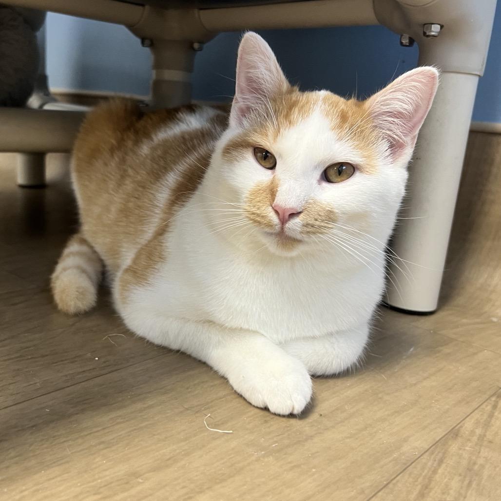 Zip, Adoptable, Young Male Domestic Short Hair.