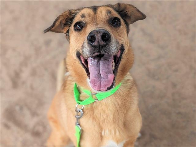 SILAS*, Adoptable, Adult Male German Shepherd Dog & Mixed Breed.