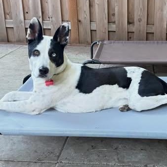 Echo, a Adoptable mixed breed in Portland, OR image 6/6