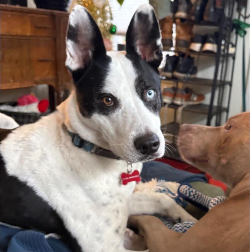 Echo, a Adoptable mixed breed in Portland, OR image 2/6