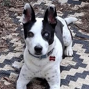 Echo, a Adoptable mixed breed in Portland, OR image 5/6