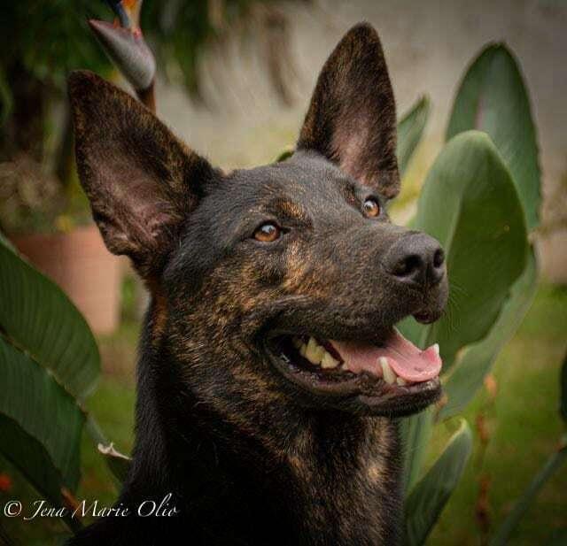 Enlarge RICO, a Adoptable mixed breed in Ajijic Centro, JAL image 1/2