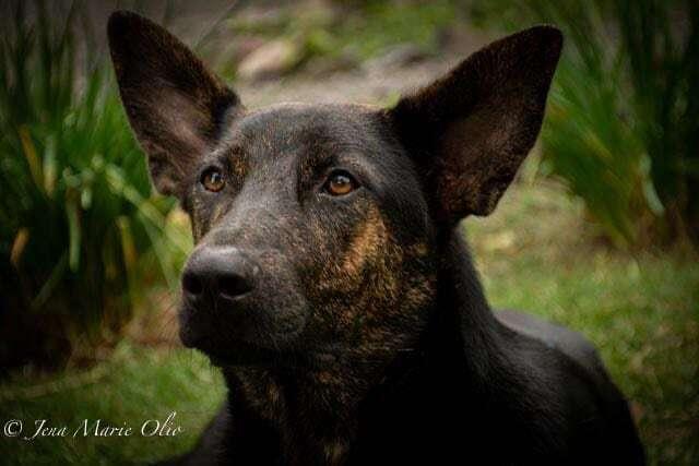 Enlarge RICO, a Adoptable mixed breed in Ajijic Centro, JAL image 2/2