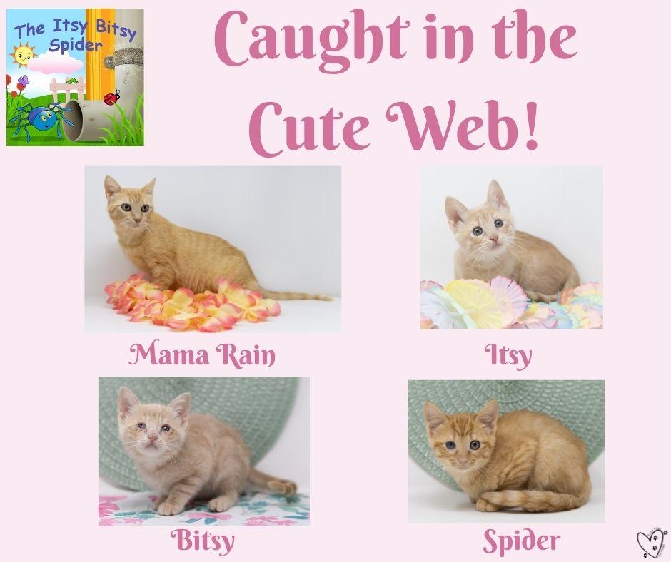 Enlarge Bitsy, a Adoptable Tabby in Justin, TX image 4/5