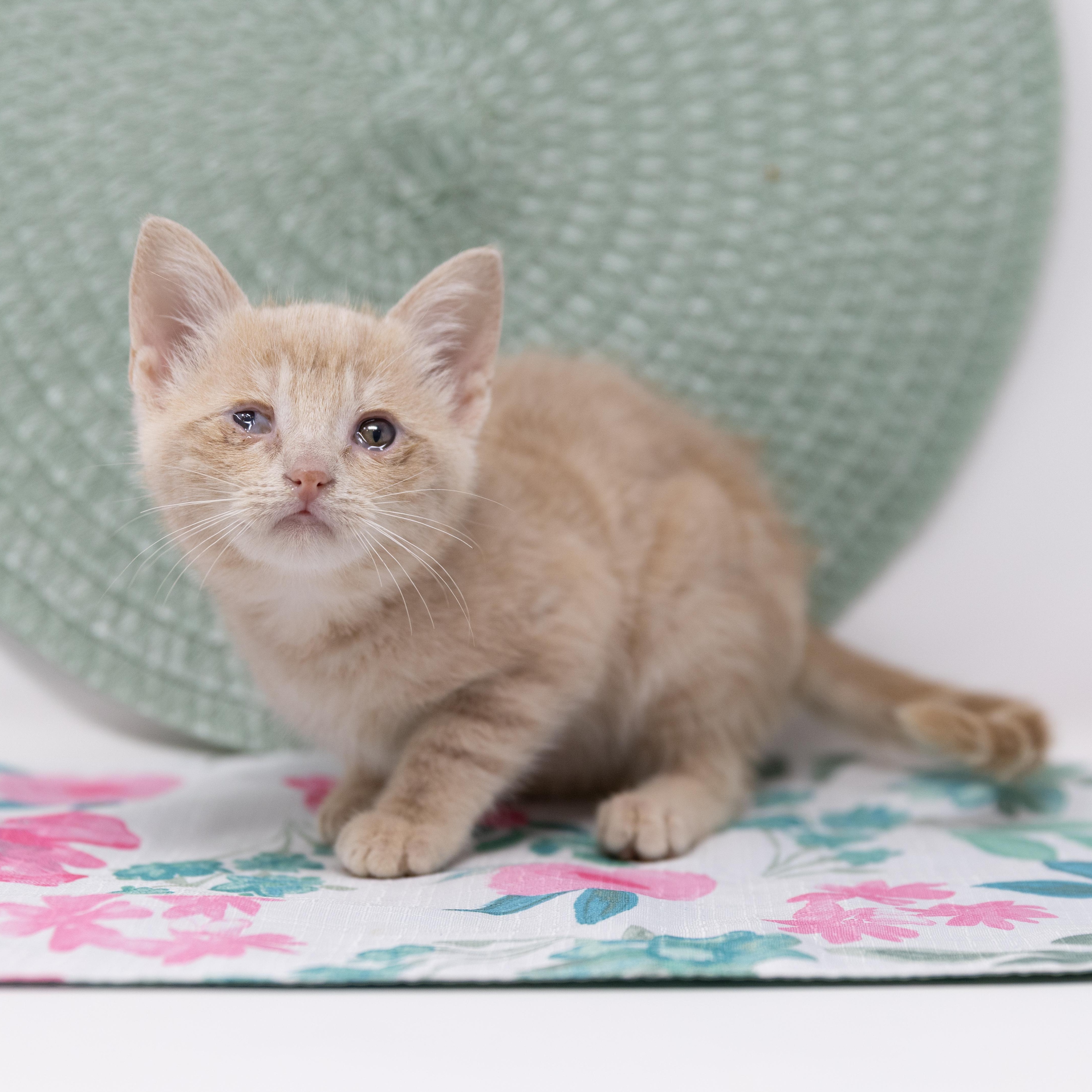 Enlarge Bitsy, a Adoptable Tabby in Justin, TX image 1/5