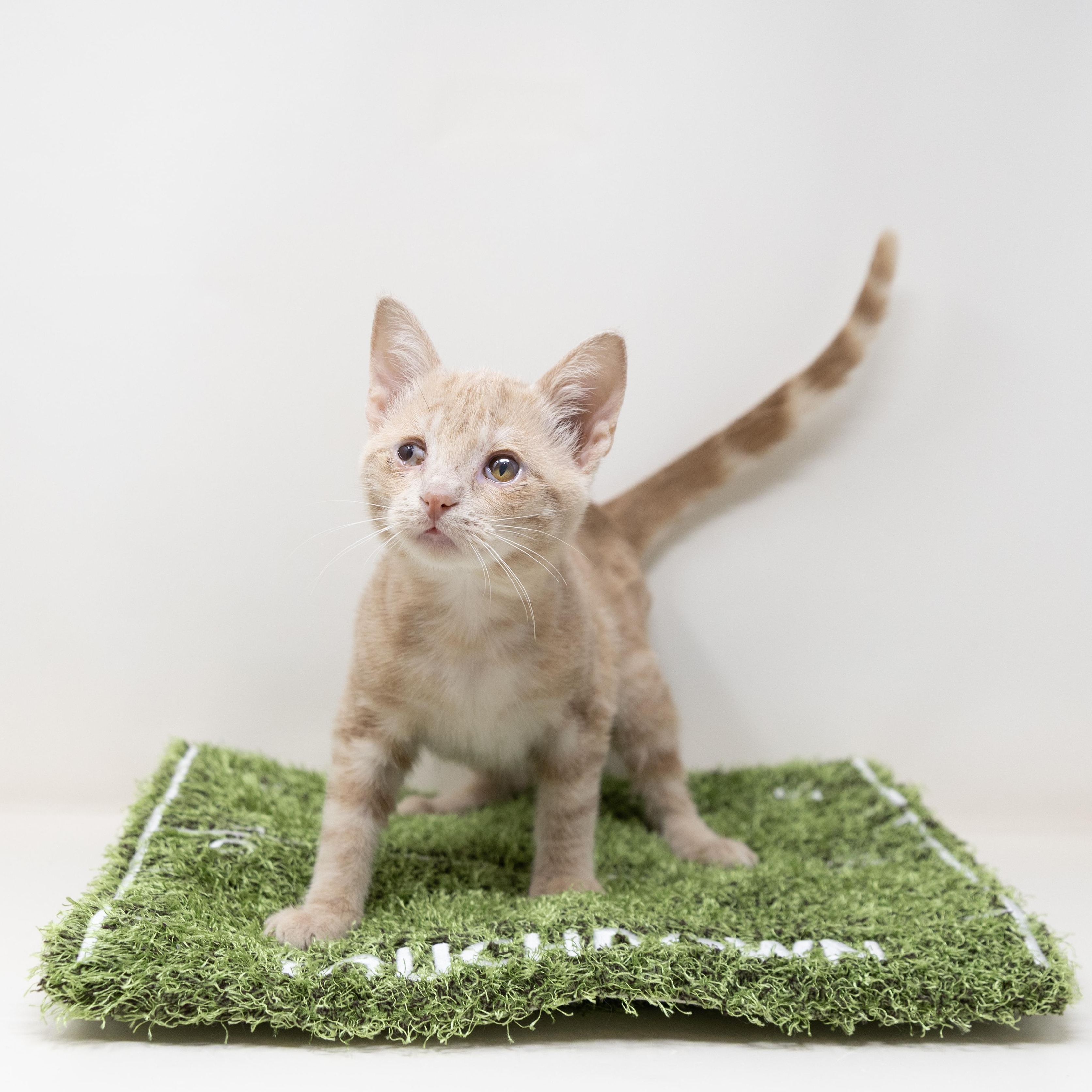 Bitsy, a Adoptable Tabby in Justin, TX image 3/6