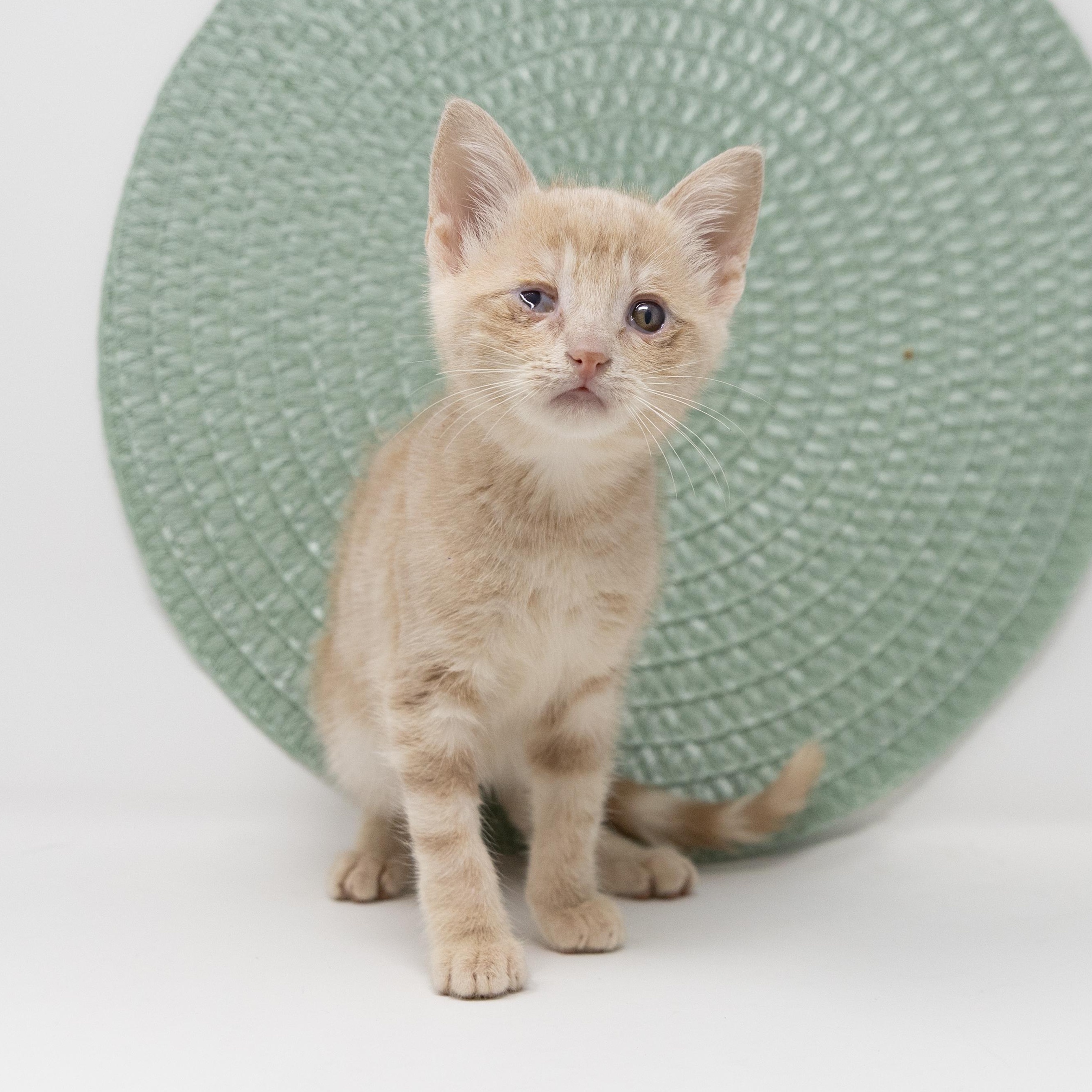 Enlarge Bitsy, a Adoptable Tabby in Justin, TX image 2/5