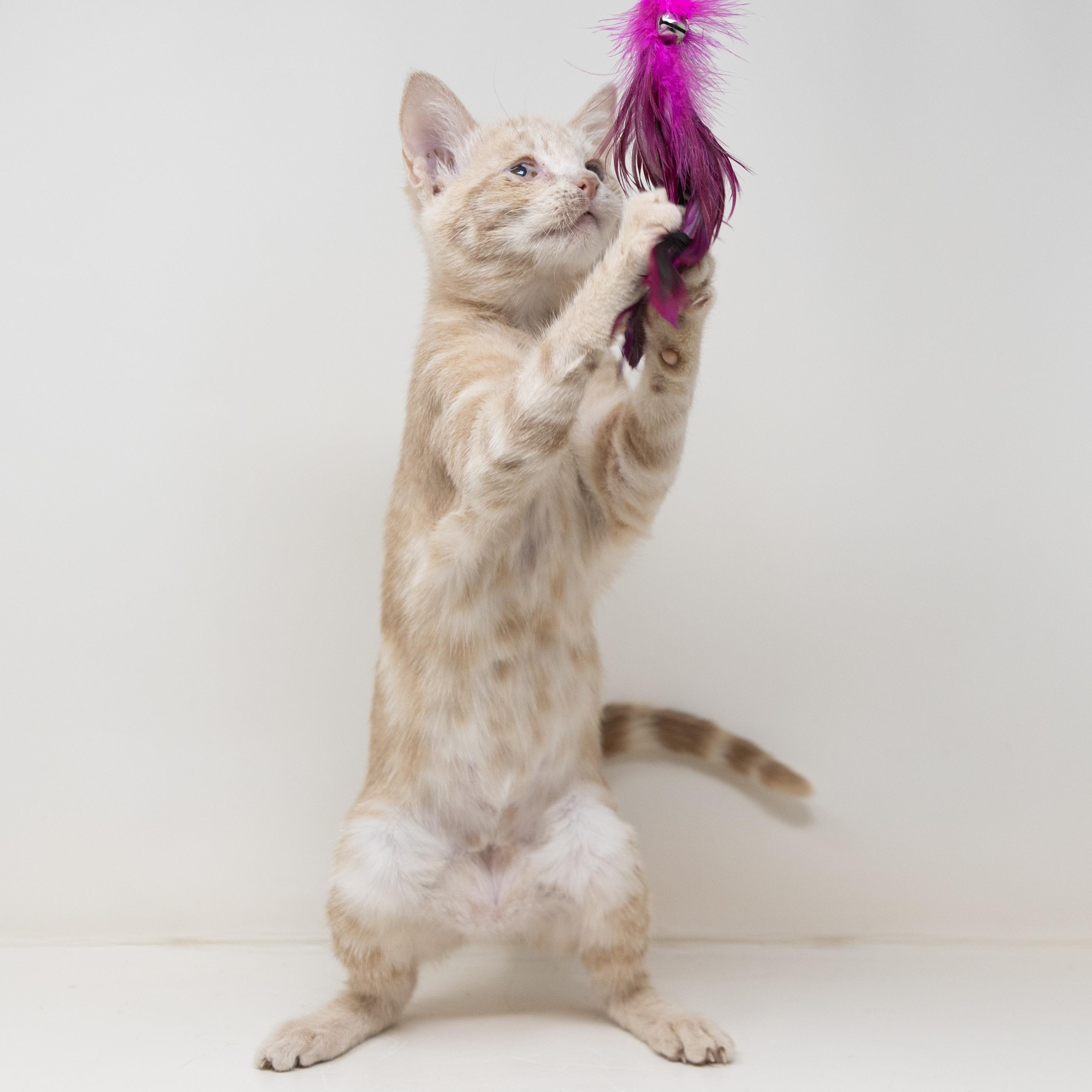 Bitsy, a Adoptable Tabby in Justin, TX image 4/6