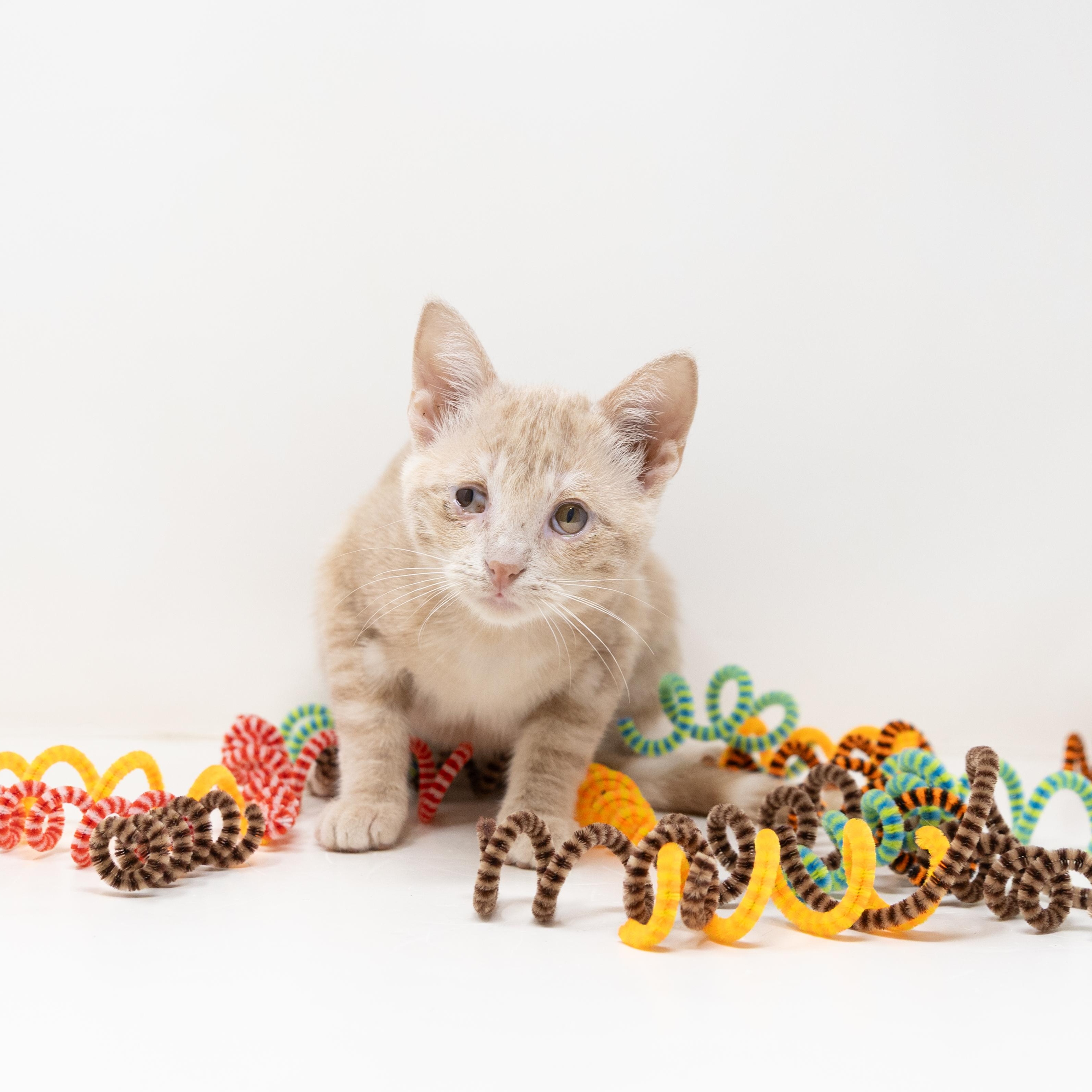 Bitsy, a Adoptable Tabby in Justin, TX image 2/6