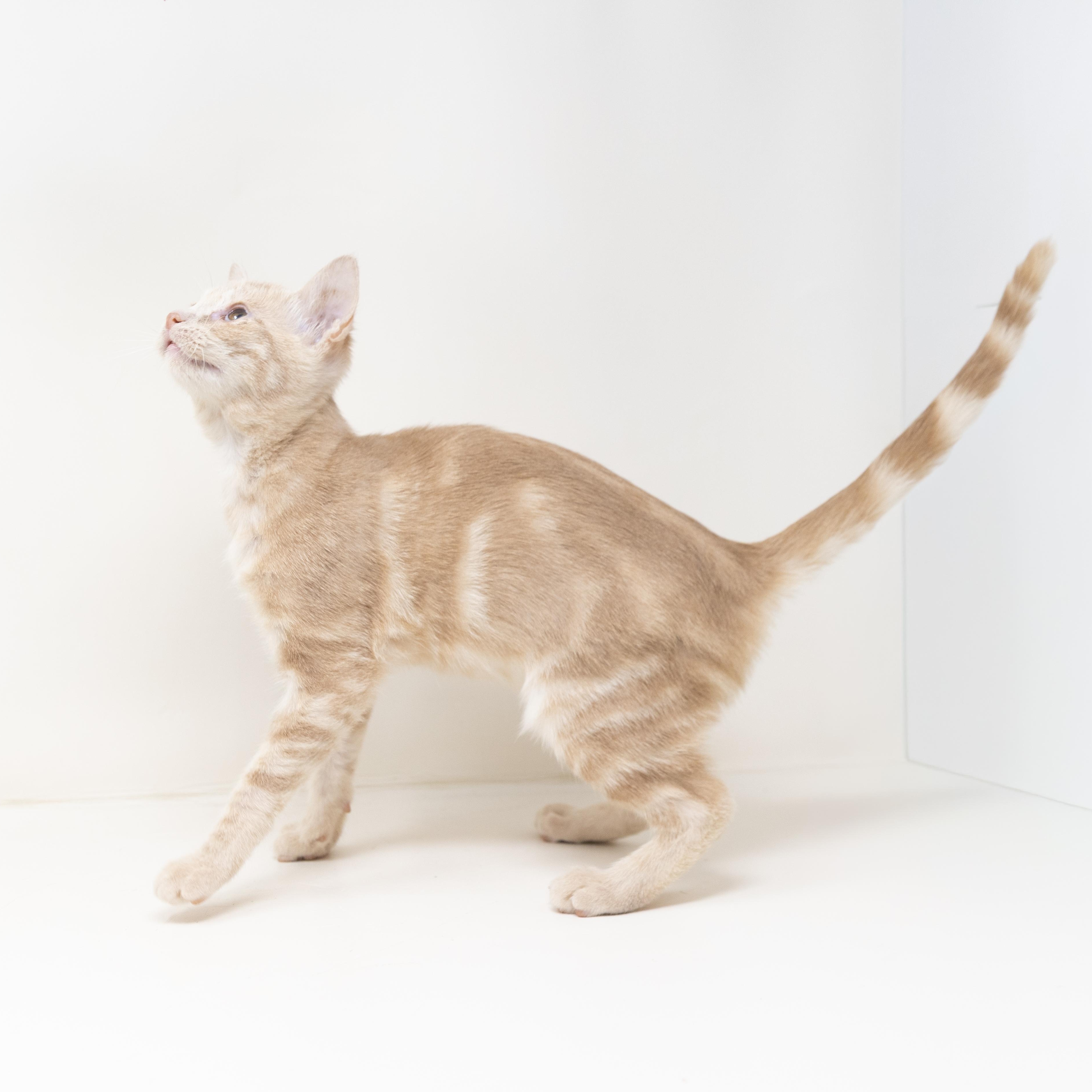 Bitsy, a Adoptable Tabby in Justin, TX image 6/6