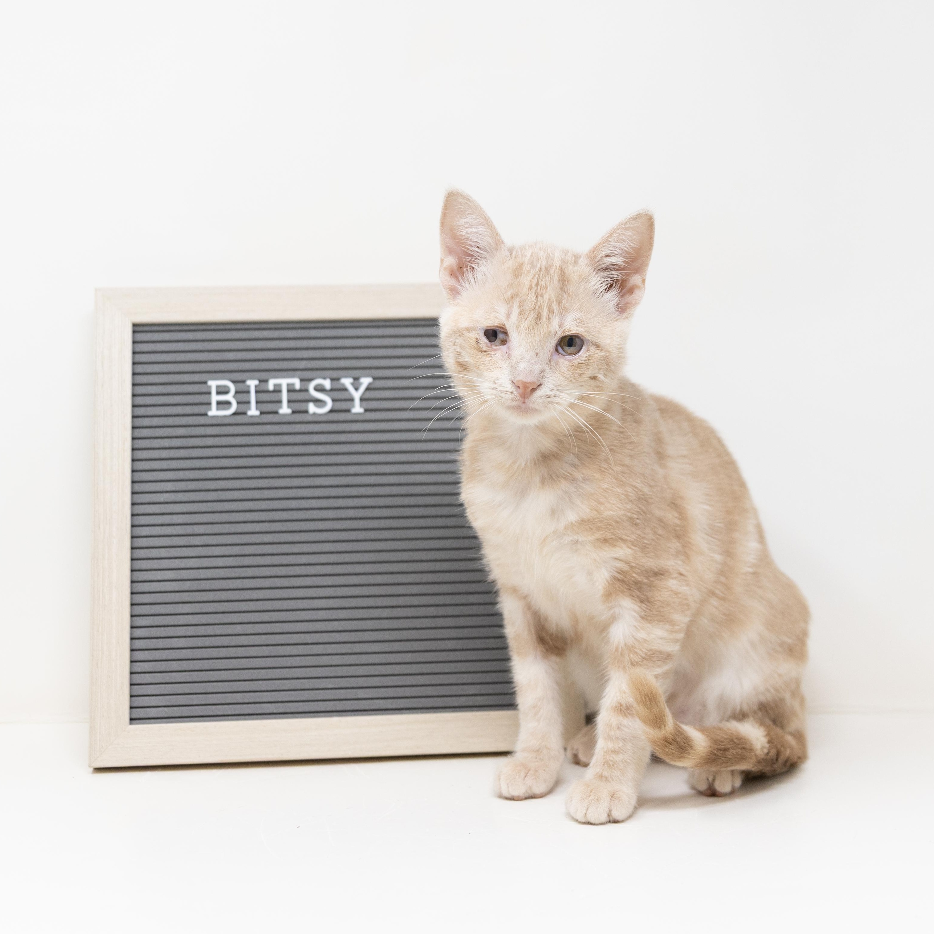 Bitsy, Adoptable, Kitten Female Tabby.
