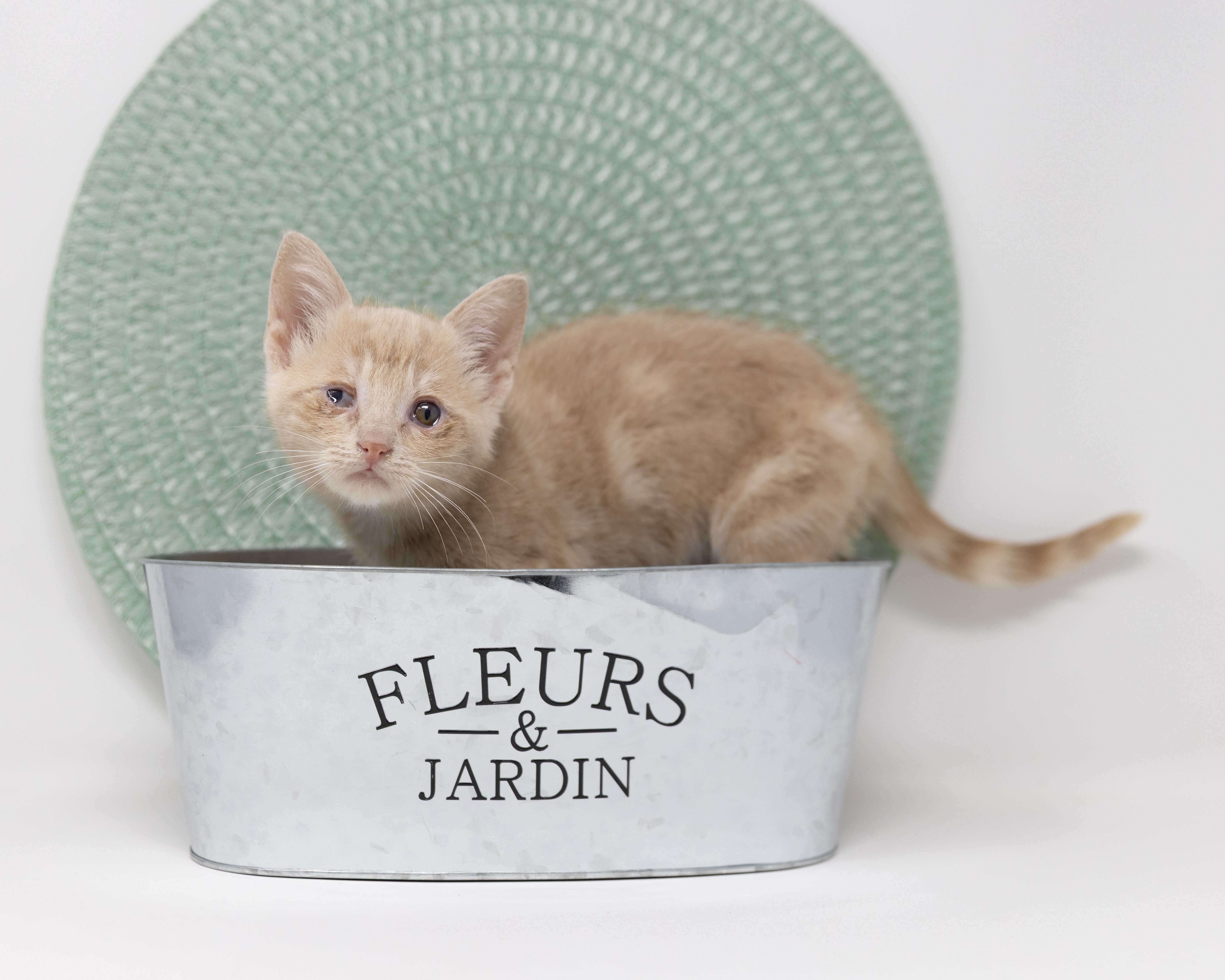 Enlarge Bitsy, a Adoptable Tabby in Justin, TX image 3/5