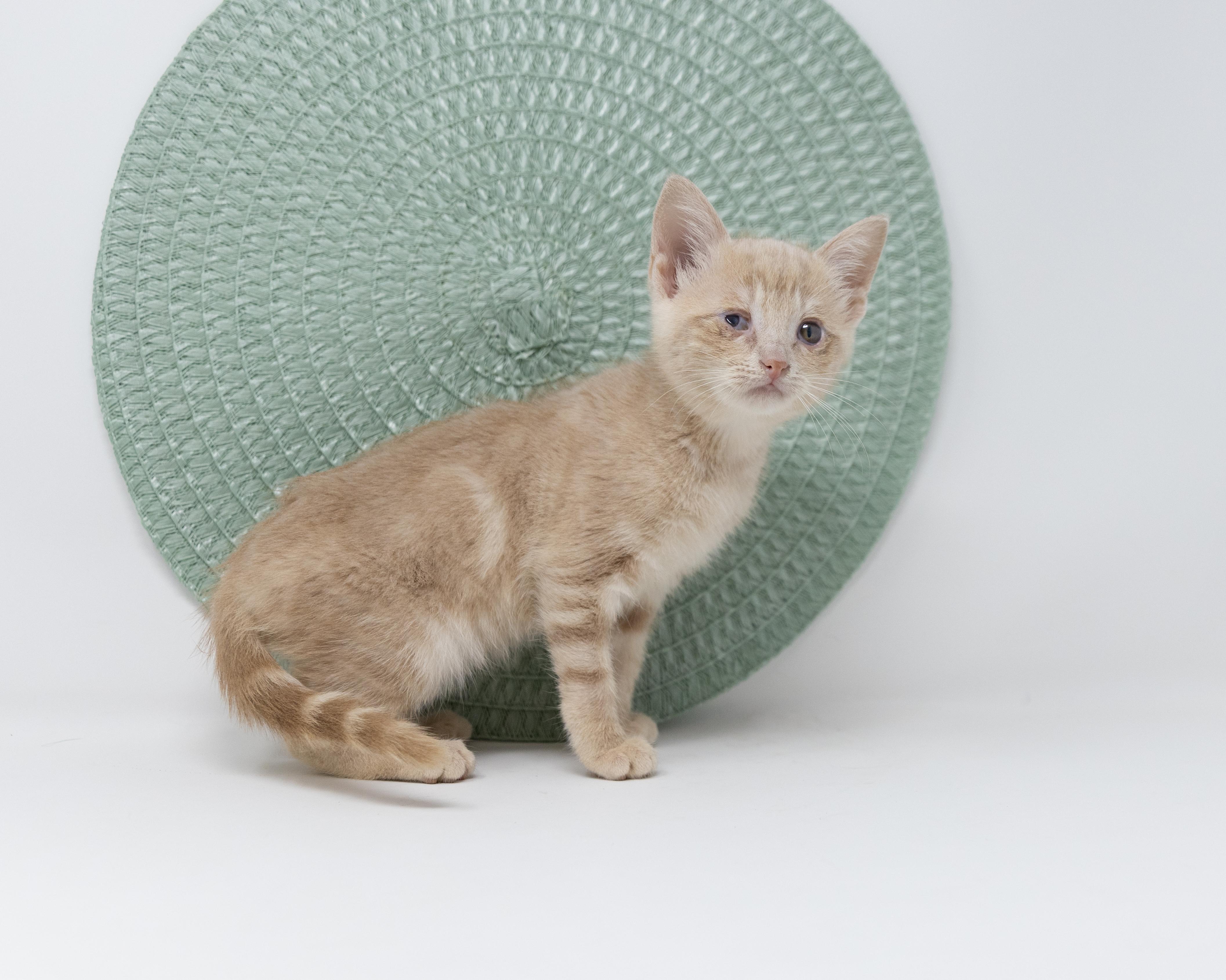 Enlarge Bitsy, a Adoptable Tabby in Justin, TX image 5/5