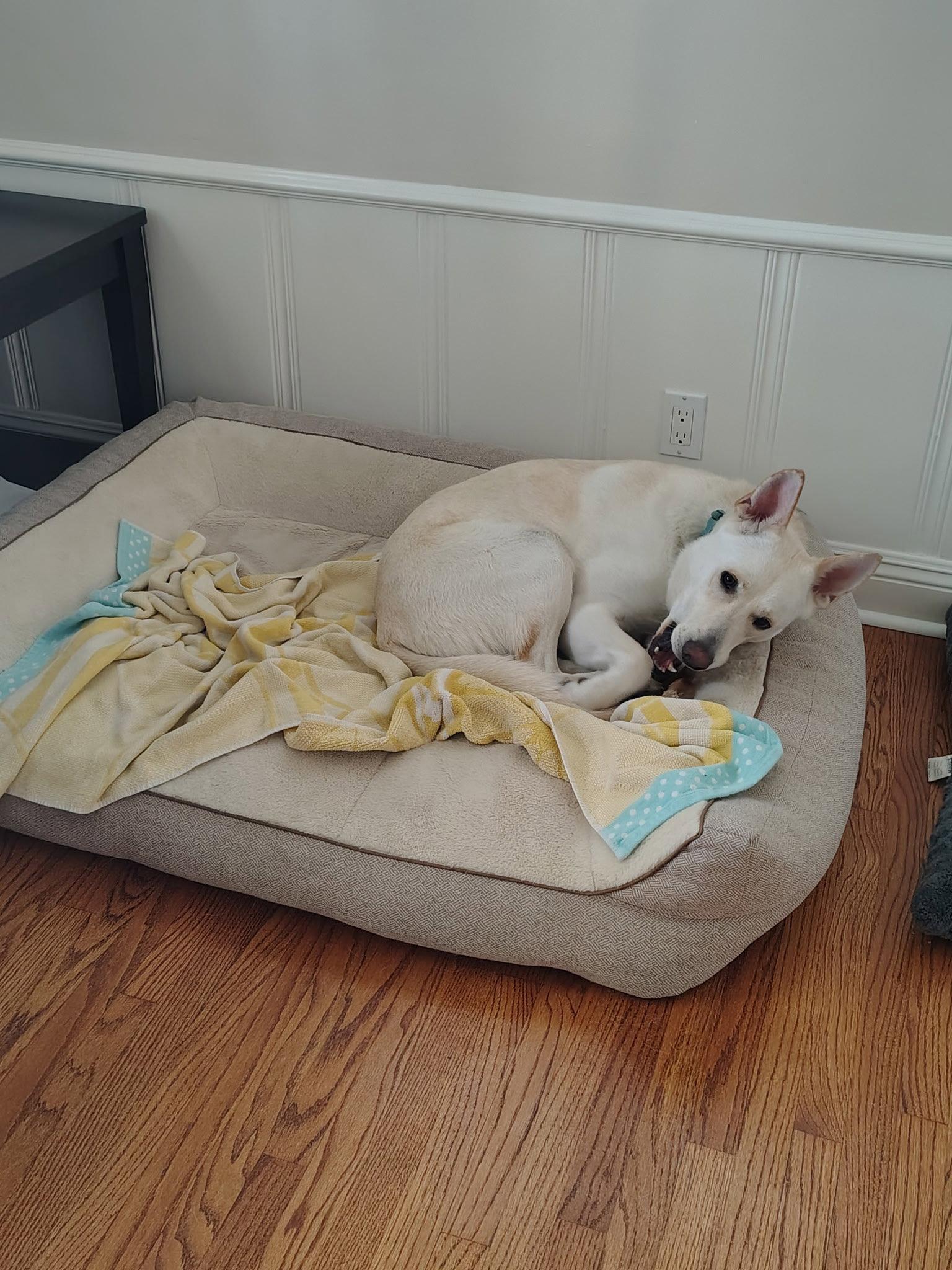 Billy, Adoptable, Adult Male Shepherd.