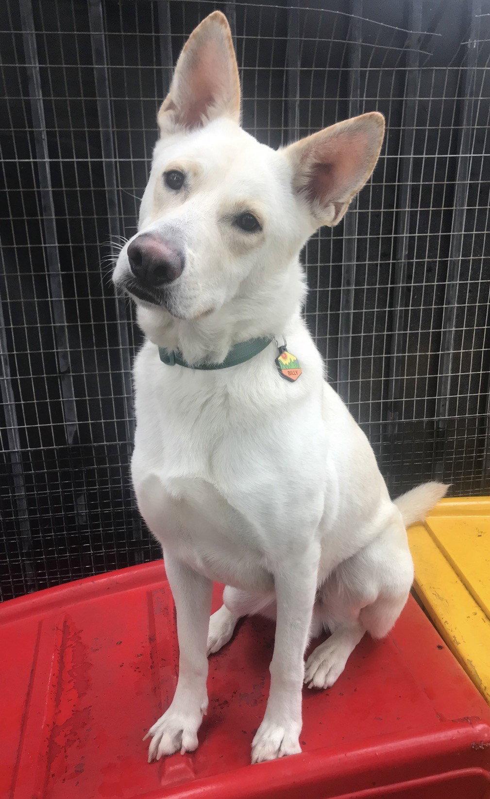 Enlarge Billy, a Adoptable Shepherd in Roseville, CA image 2/3