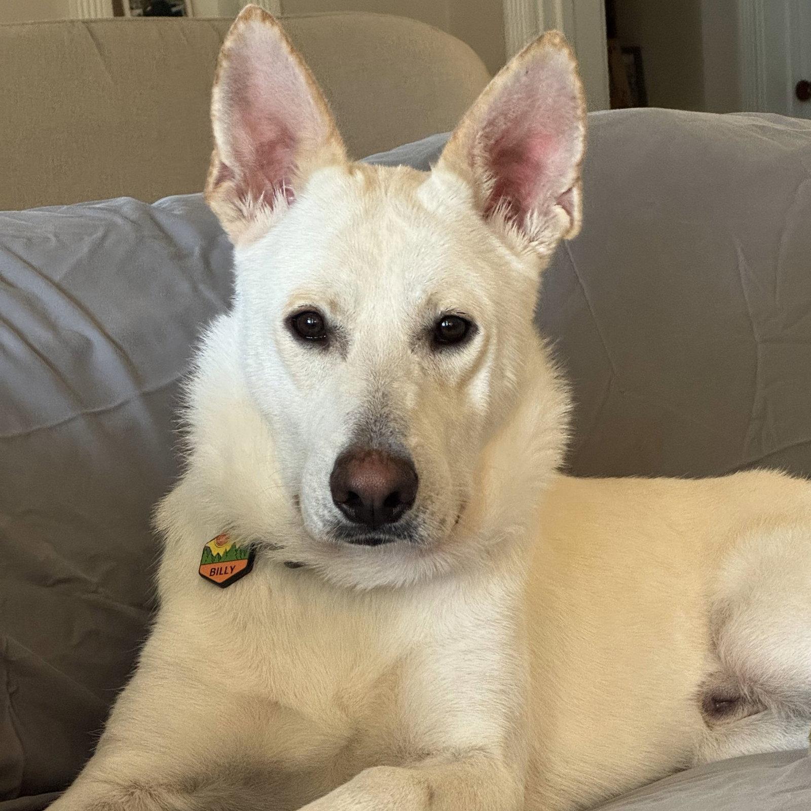 Enlarge Billy, a Adoptable Shepherd in Roseville, CA image 3/3