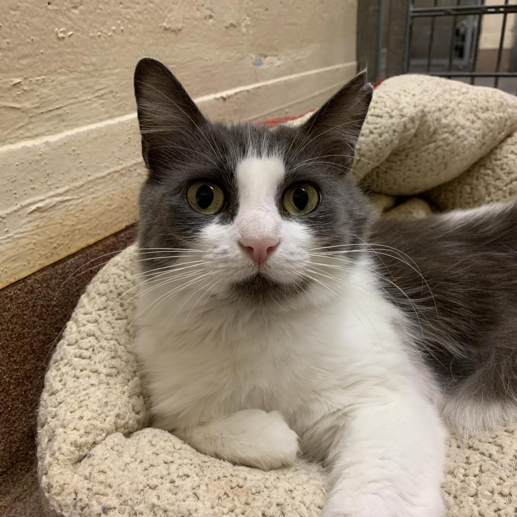 Amelia, Adoptable, Adult Female Domestic Short Hair.