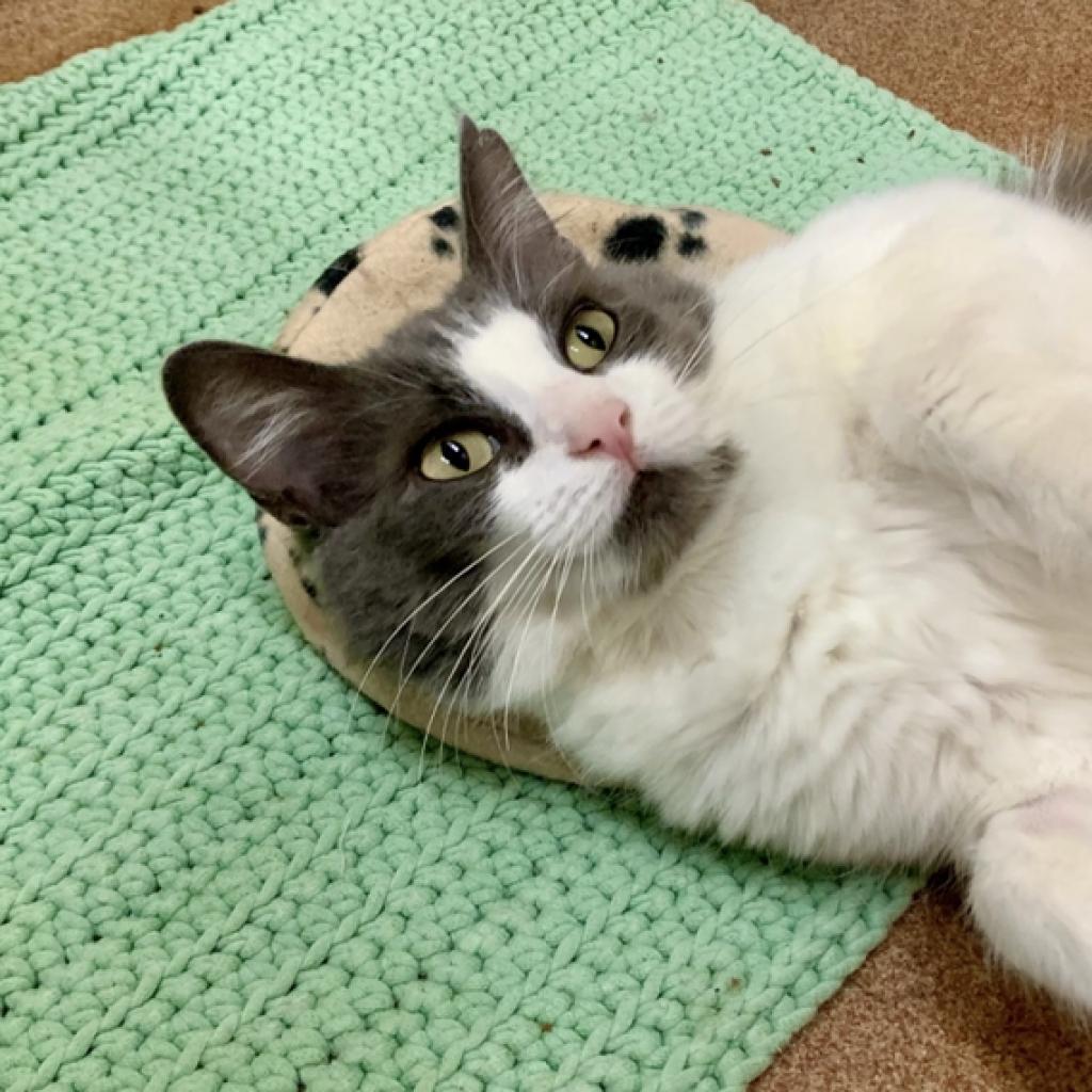 Amelia, Adoptable, Senior Female Domestic Short Hair.