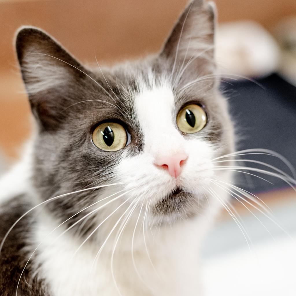 Enlarge Amelia, a Adoptable Domestic Short Hair in Los Angeles, CA image 3/6