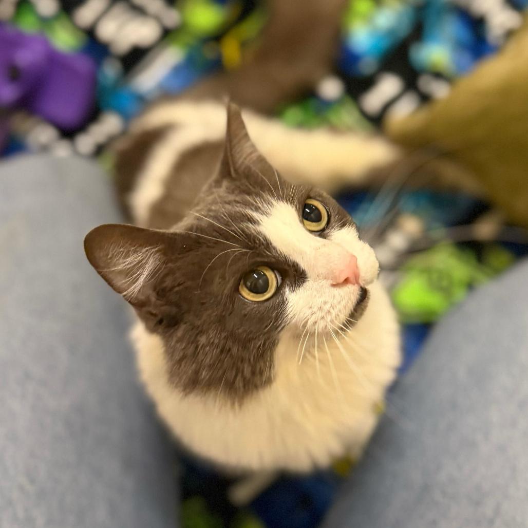 Enlarge Amelia, a Adoptable Domestic Short Hair in Los Angeles, CA image 3/6