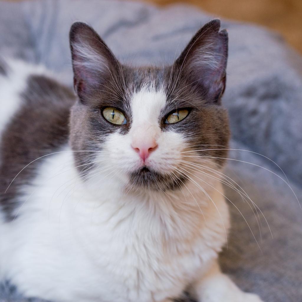 Enlarge Amelia, a Adoptable Domestic Short Hair in Los Angeles, CA image 5/6