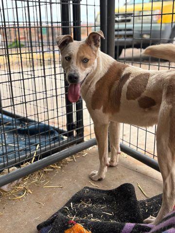 Enlarge River, a Adoptable mixed breed in Page, AZ image 1/2