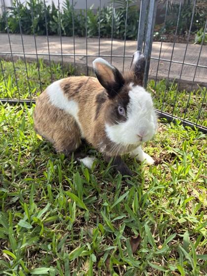 Enlarge FooFoo, a Adoptable mixed breed in Honolulu, HI image 1/1