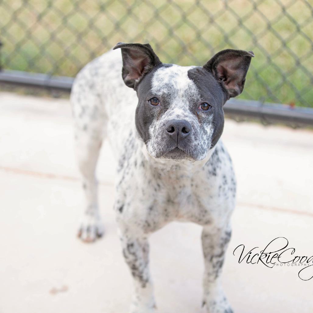 Enlarge Rose, a Adoptable mixed breed in Abilene, TX image 1/3