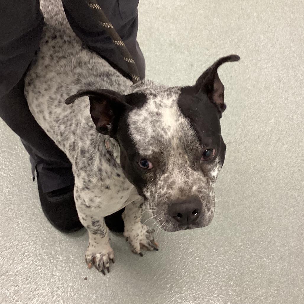 Enlarge Rose, a Adoptable mixed breed in Abilene, TX image 2/3