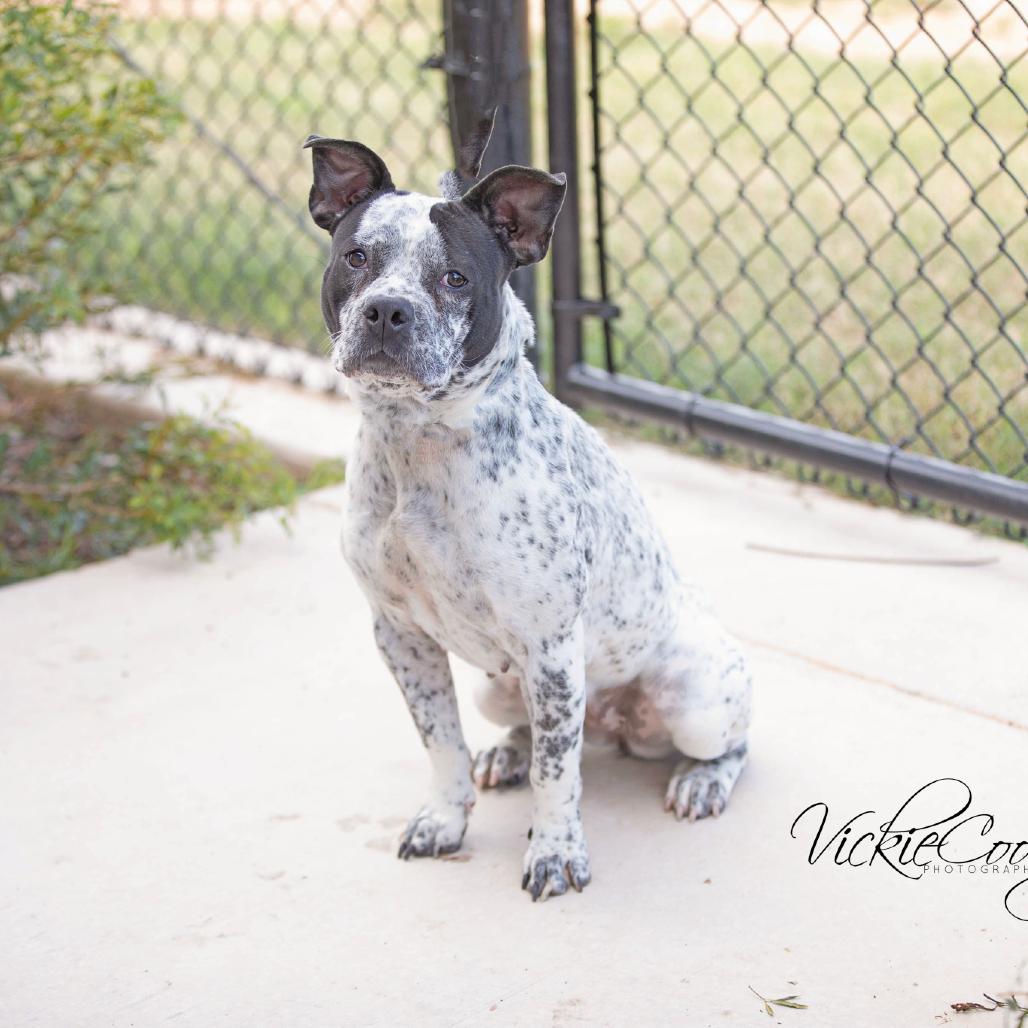 Enlarge Rose, a Adoptable mixed breed in Abilene, TX image 3/3