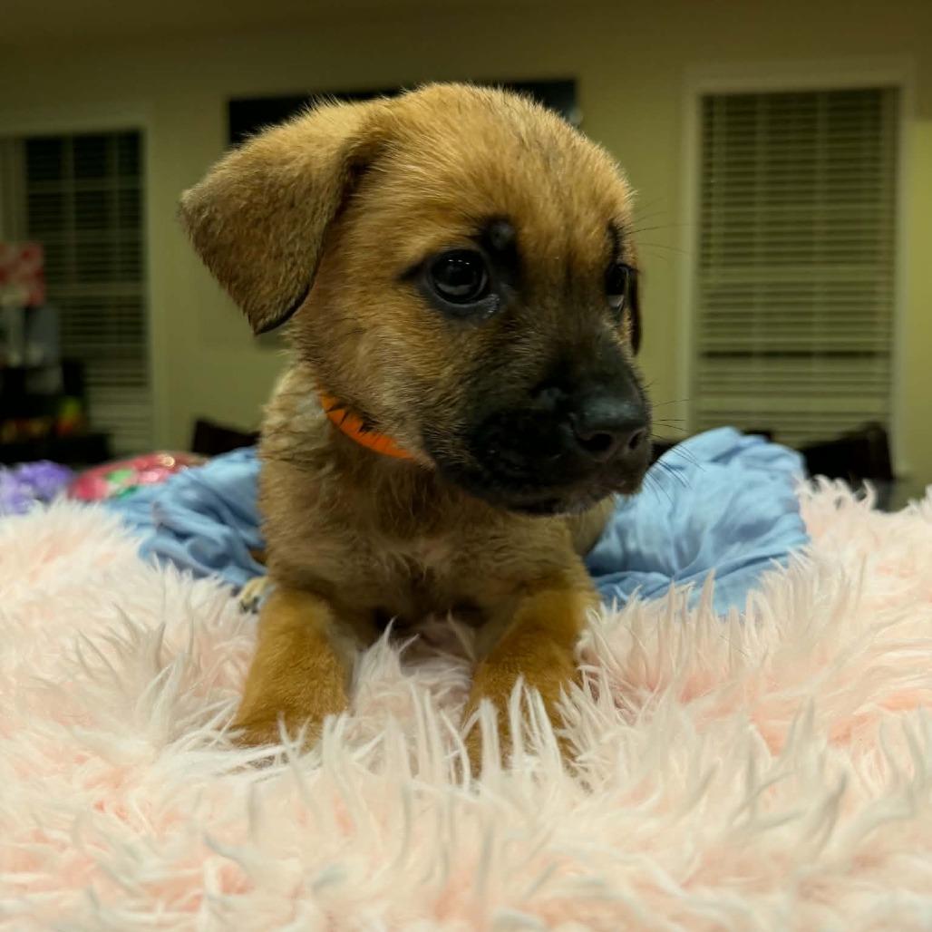 Noor (Puppy Orange), Adoptable, Puppy Female Bullmastiff & German Shepherd Dog.