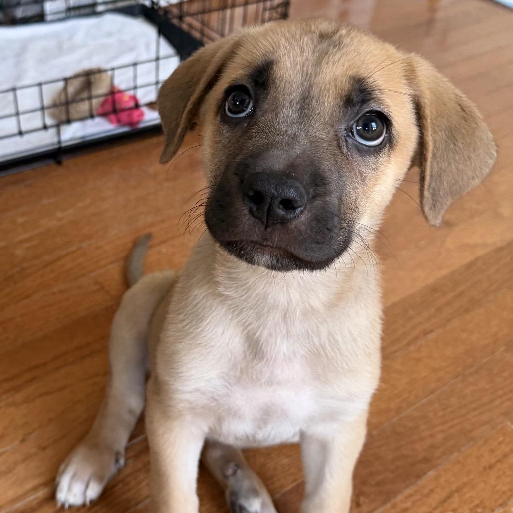 Enlarge Noor (Puppy Orange), a Adoptable mixed breed in manchester, PA image 2/2