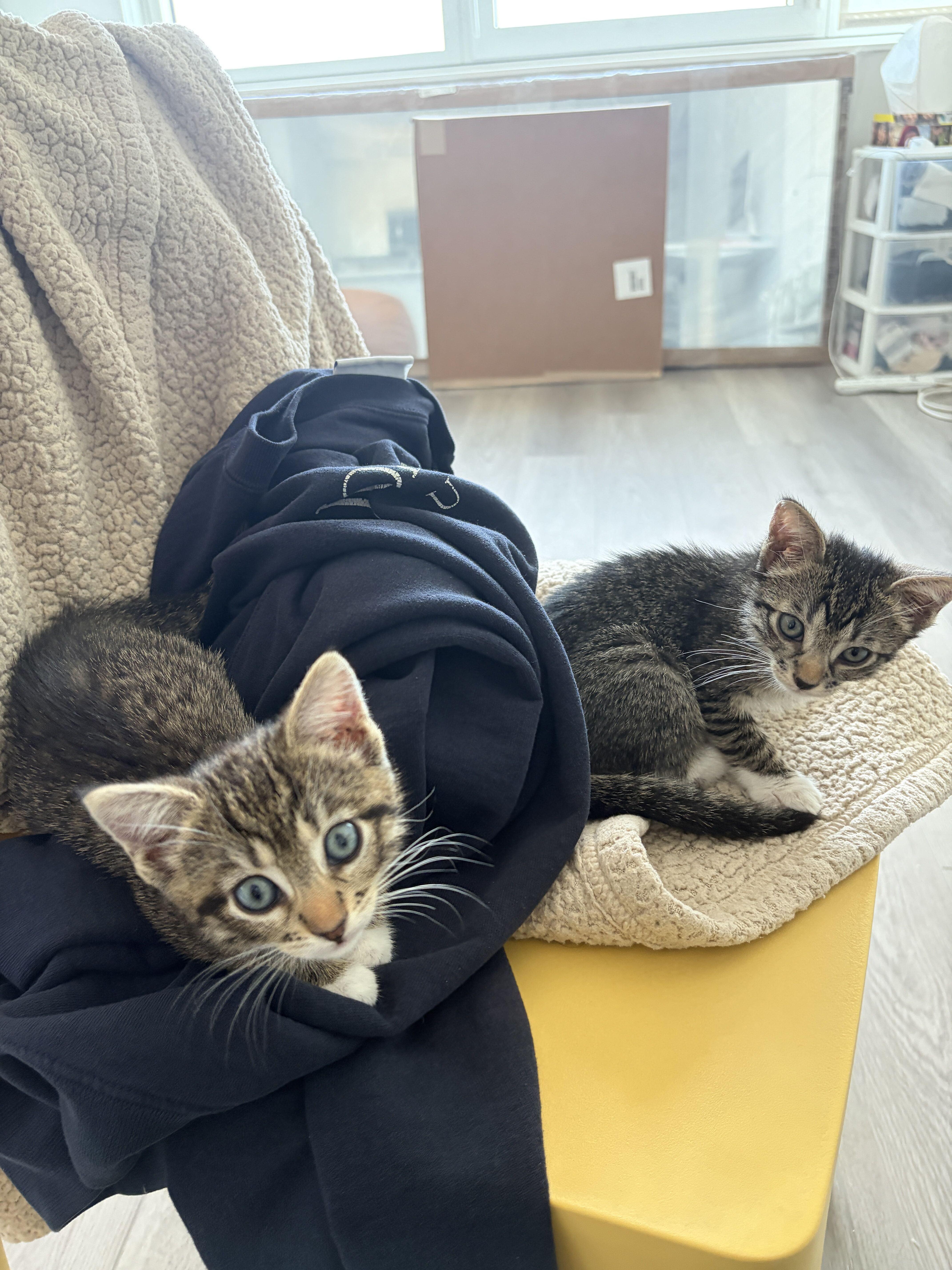 Enlarge Haiku (Bonded to Kimi), a Adoptable Domestic Short Hair in Long Island City, NY image 3/5