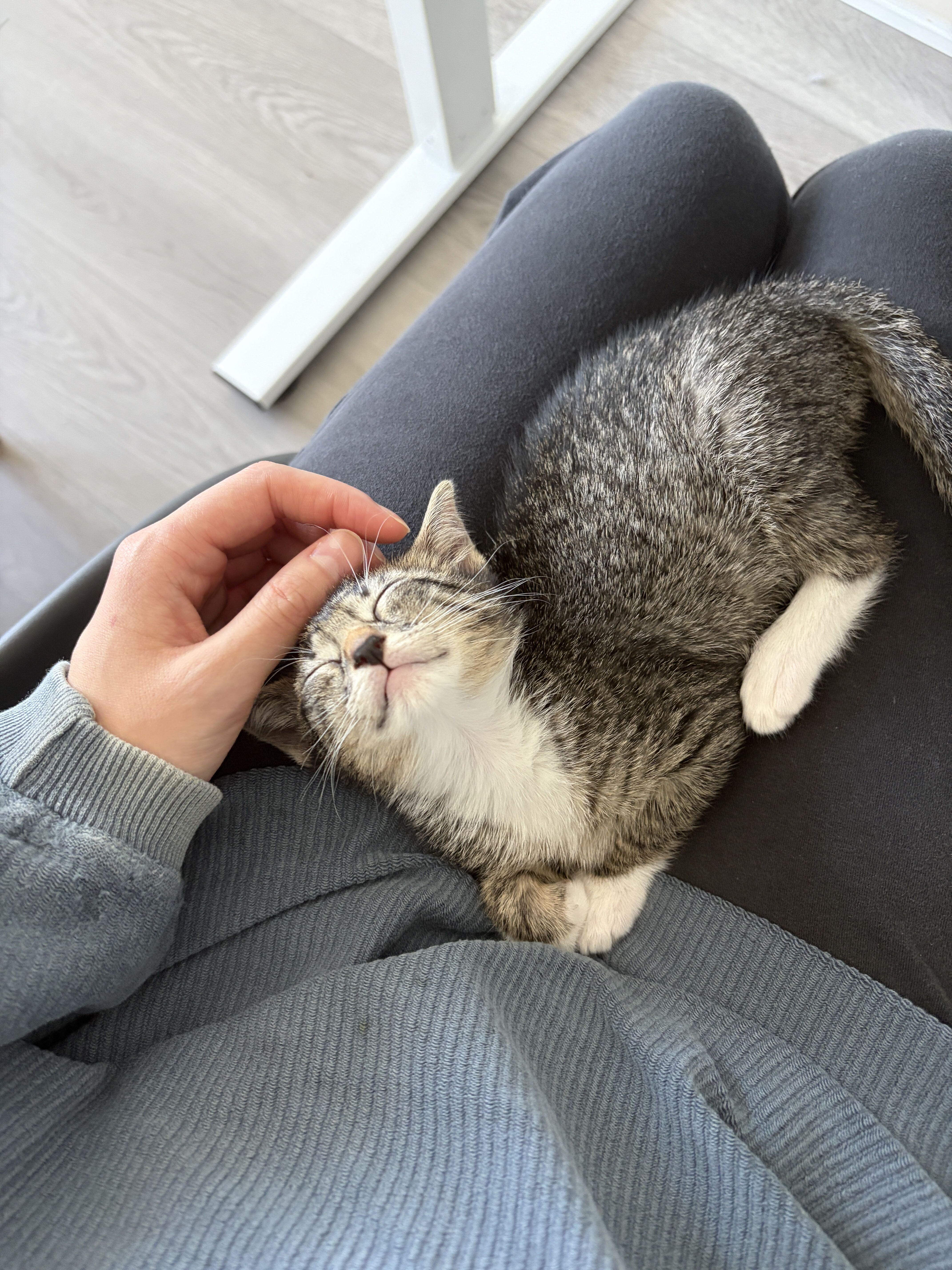 Enlarge Haiku (Bonded to Kimi), a Adoptable Domestic Short Hair in Long Island City, NY image 4/5