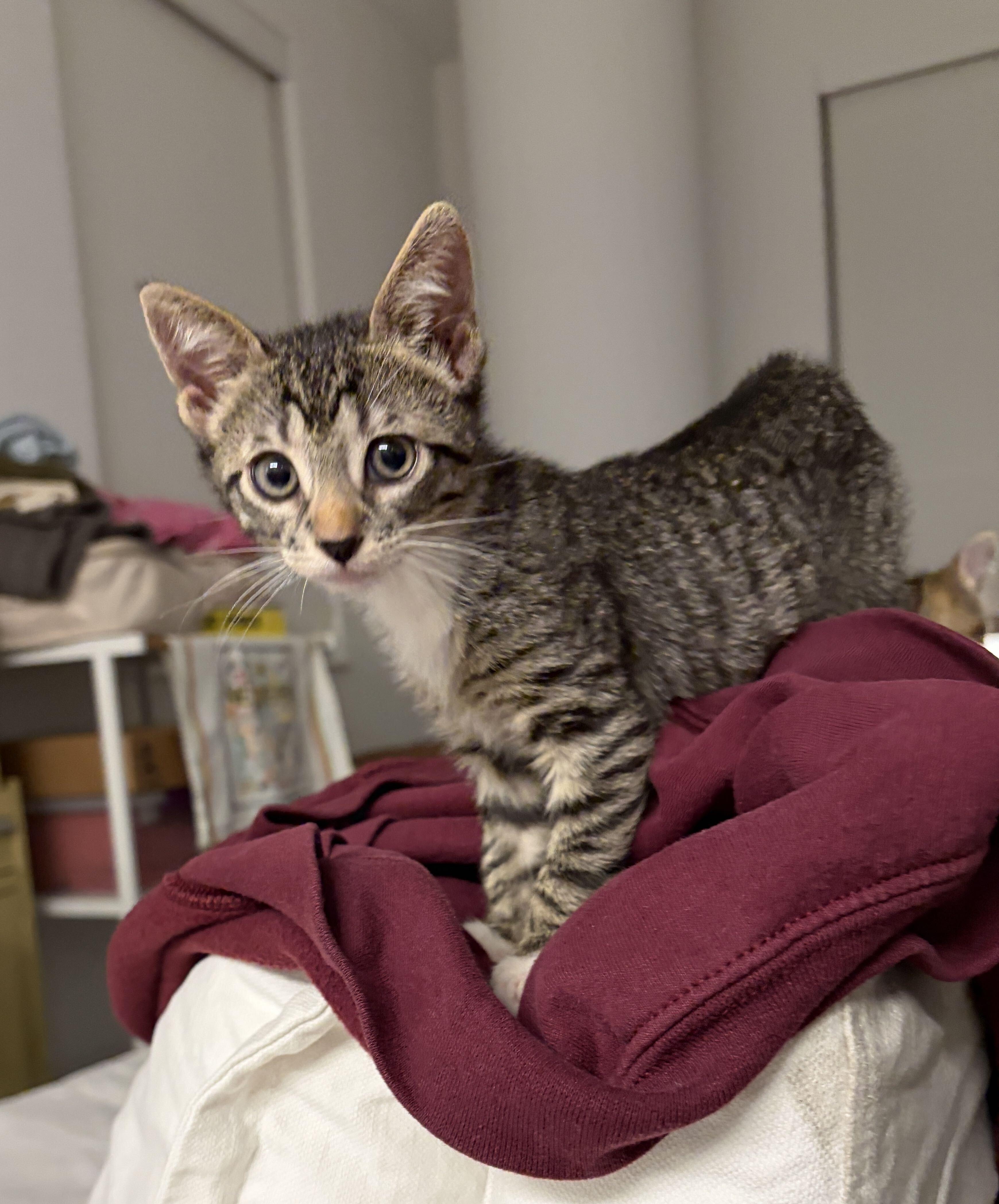 Enlarge Haiku (Bonded to Kimi), a Adoptable Domestic Short Hair in Long Island City, NY image 1/5