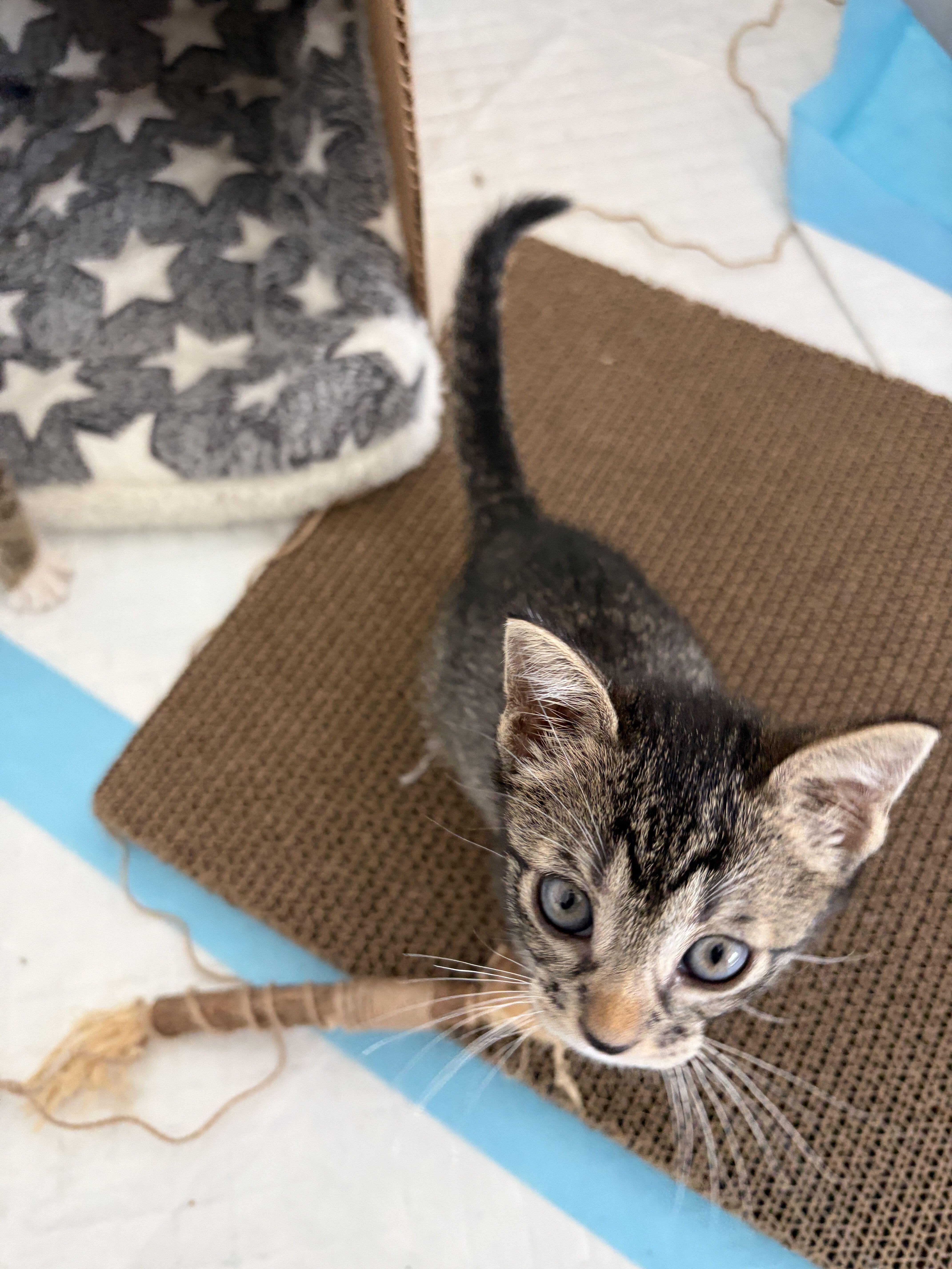 Enlarge Haiku (Bonded to Kimi), a Adoptable Domestic Short Hair in Long Island City, NY image 2/5