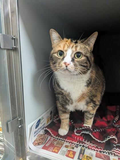 Callie, Adoptable, Adult Female Domestic Short Hair & Domestic Short Hair.