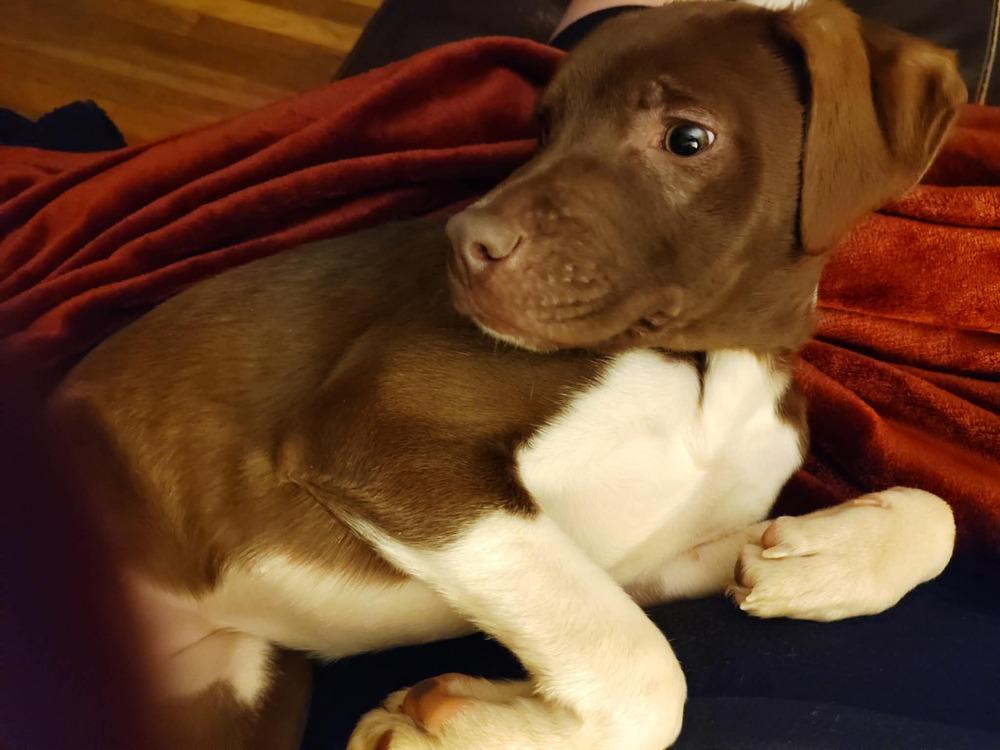 Enlarge Maple, a Adoptable mixed breed in New Albany, OH image 4/6