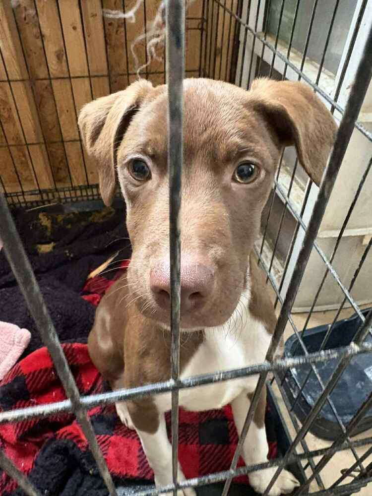 Enlarge Maple, a Adoptable mixed breed in New Albany, OH image 5/6