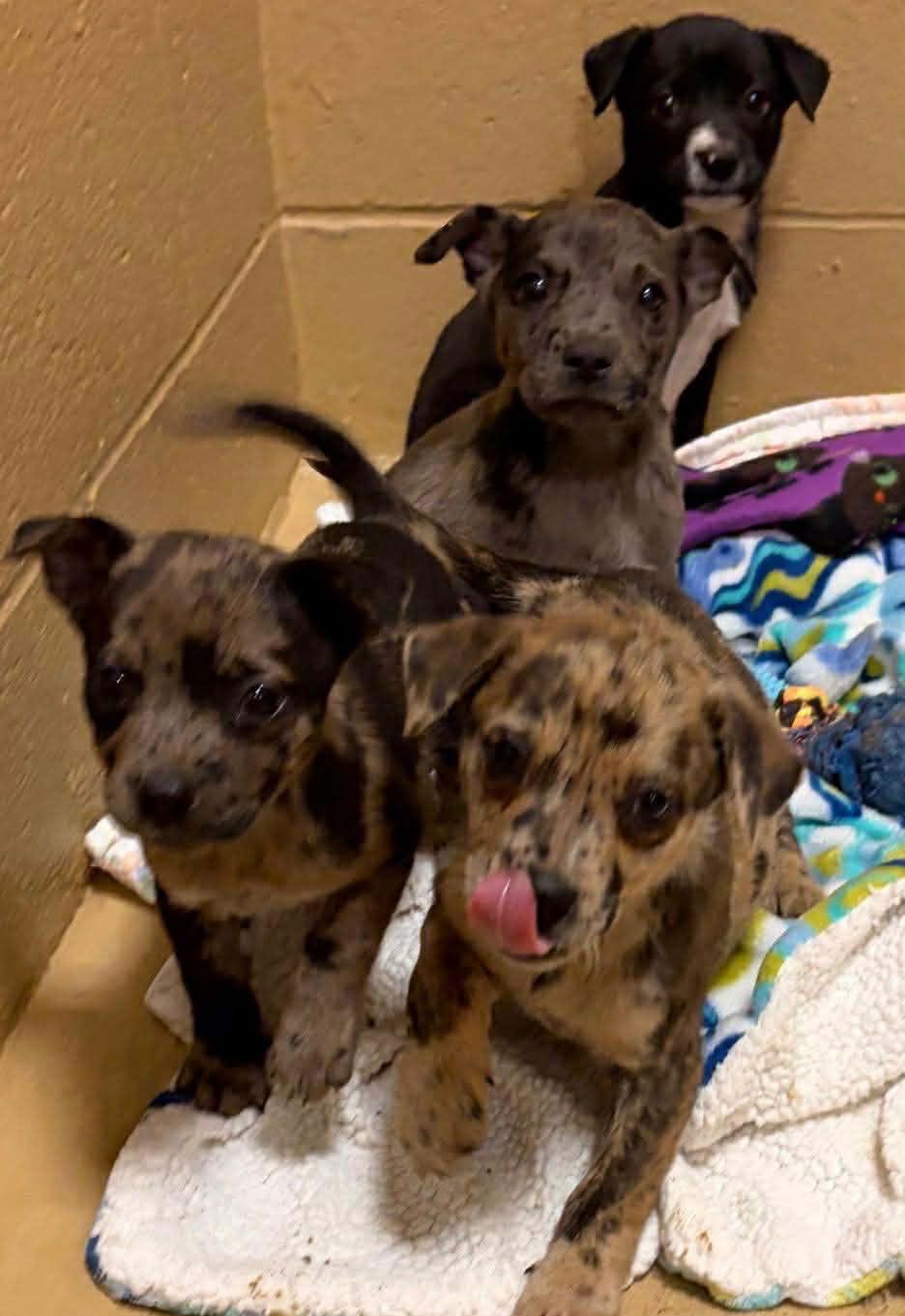 Fletcher Louisiana thumbnail 2