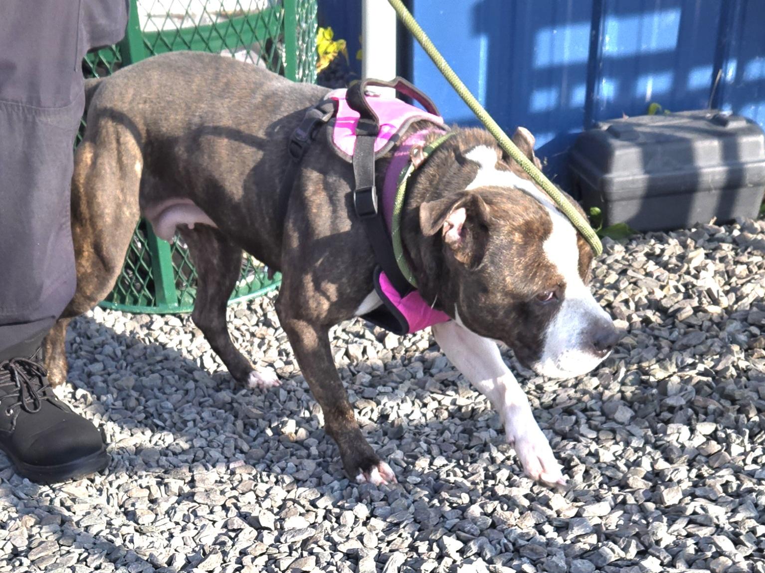 Enlarge Nala, a ADOPTABLE Pit Bull Terrier in Trenton, NJ image 1/2