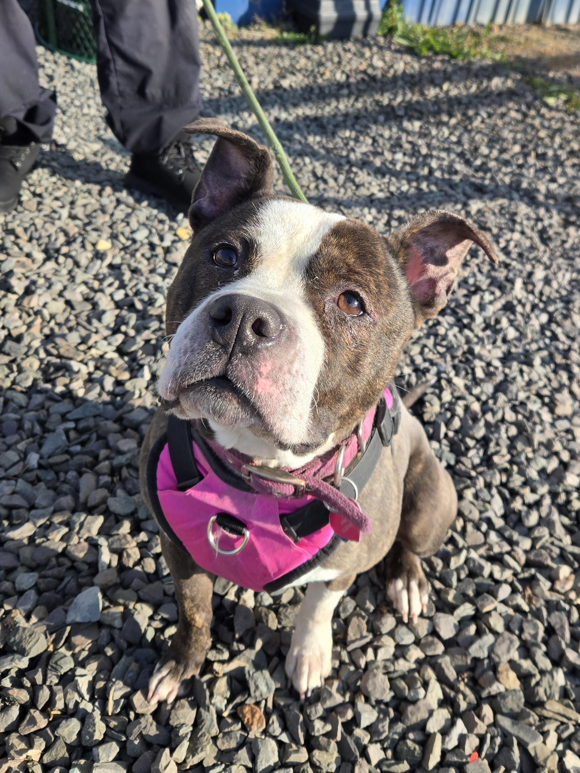 Enlarge Nala, a ADOPTABLE Pit Bull Terrier in Trenton, NJ image 2/2