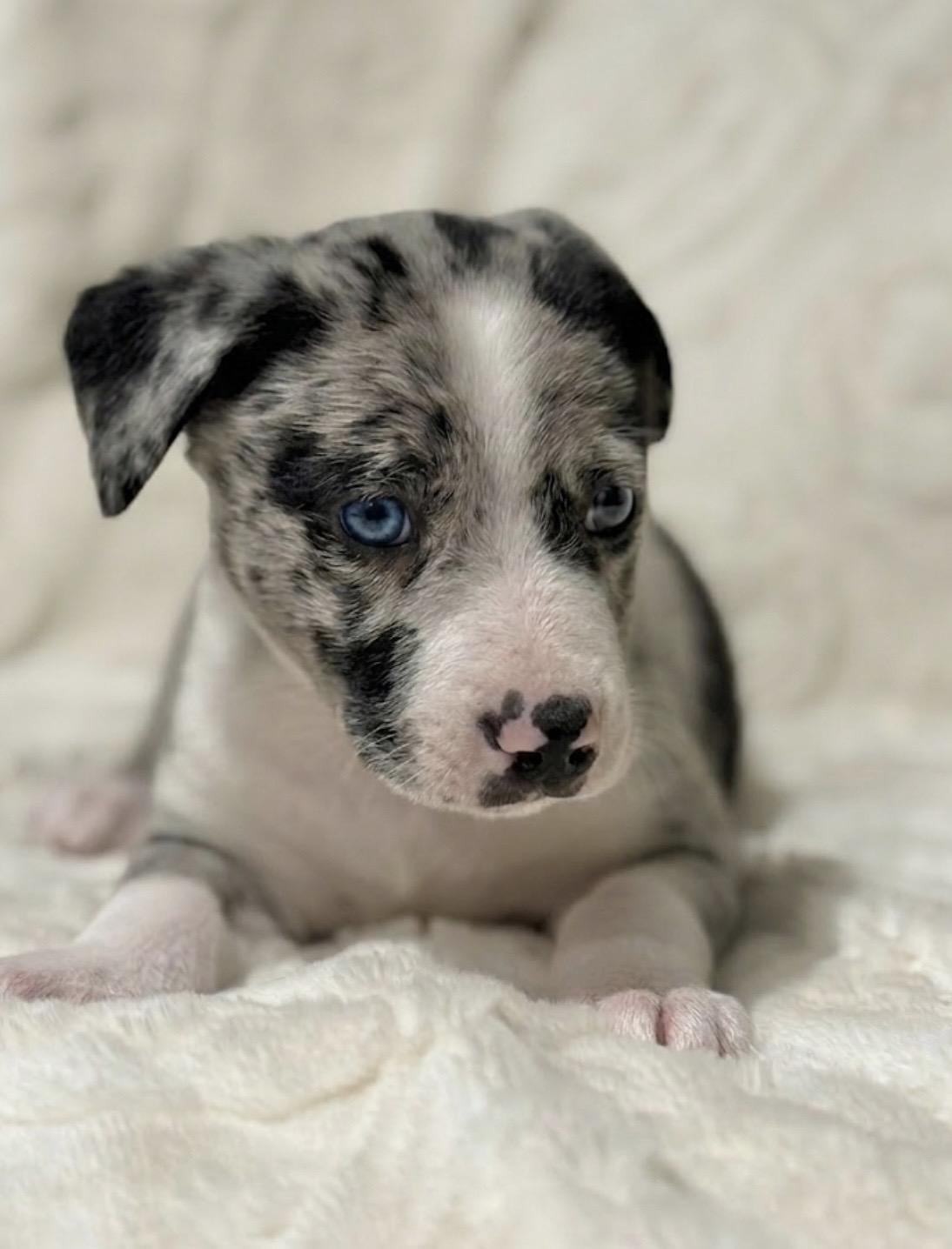 Enlarge RETRO, a ADOPTABLE mixed breed in Hales corners, WI image 1/4