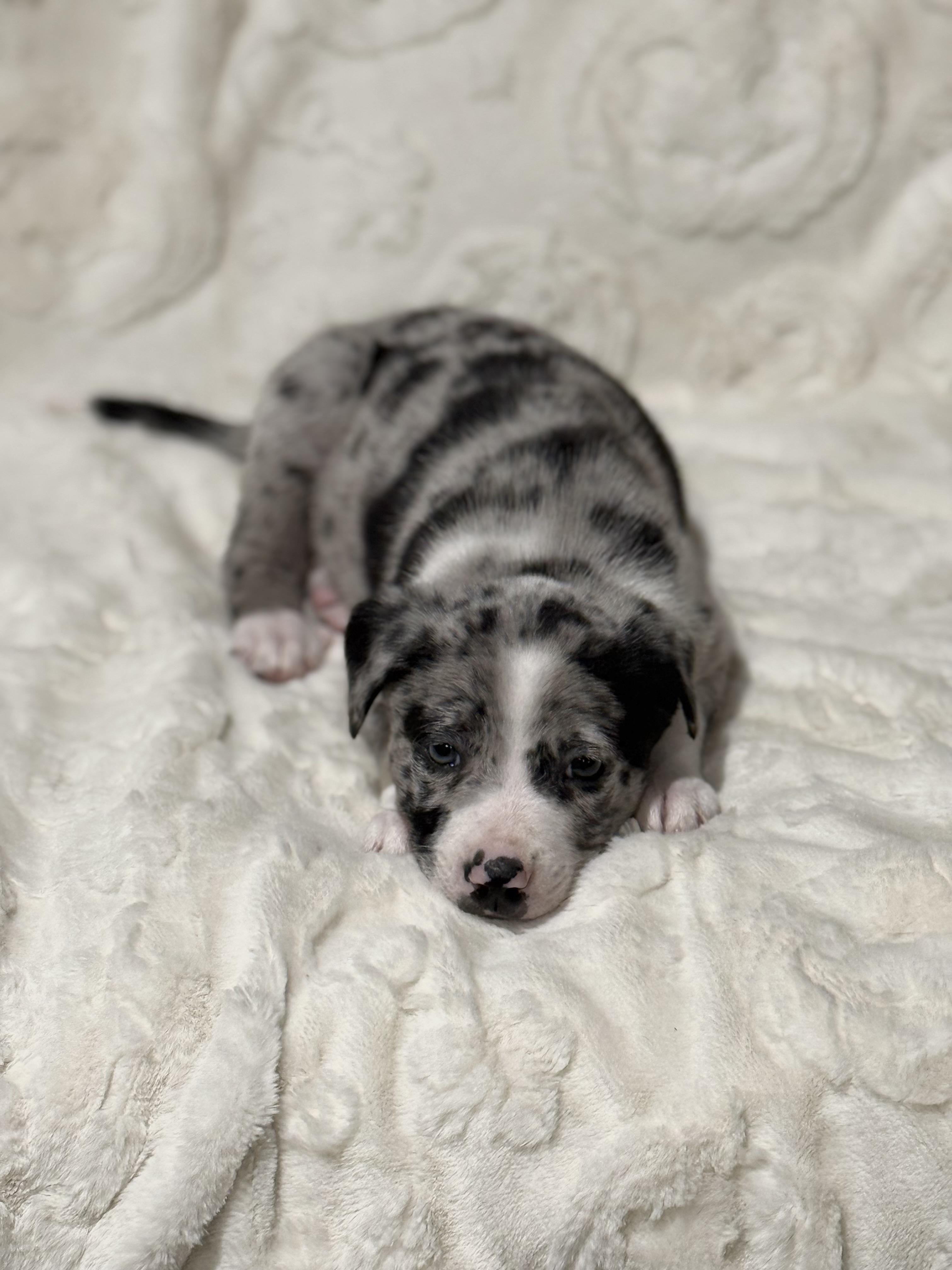 Enlarge RETRO, a ADOPTABLE mixed breed in Hales corners, WI image 2/4